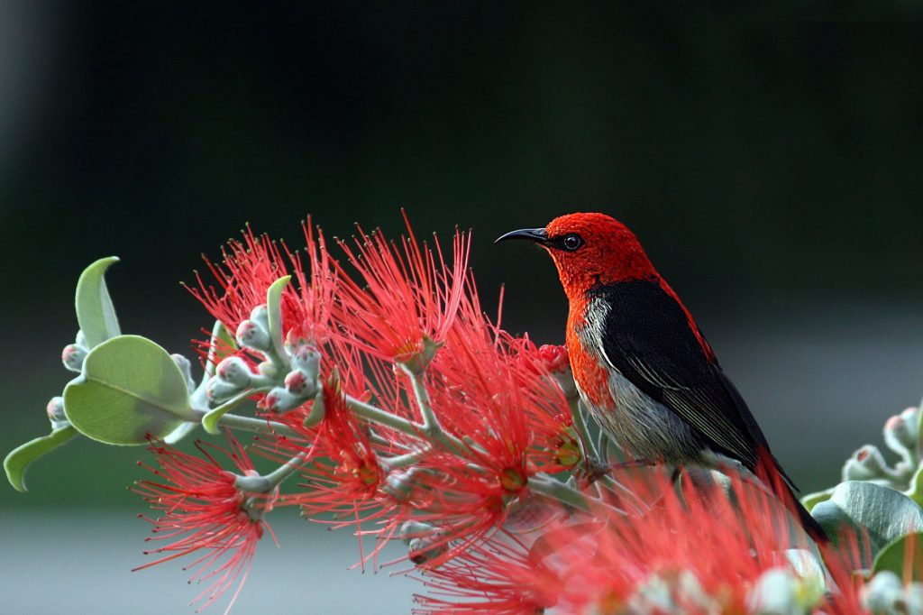 Hình ảnh thiên nhiên đẹp nhất của các loài chim dành cho máy máy tính và laptop
