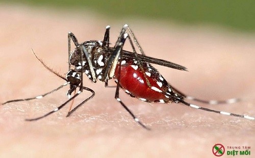 Các nguy hiểm có thể gặp do muỗi đốt