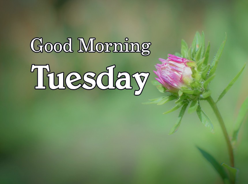 Tải hình ảnh chào ngày mới thứ 3 - Good morning tuesday